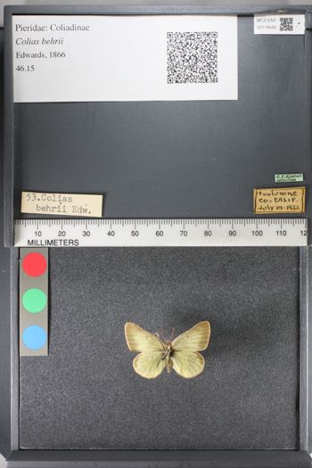 Media type: image;   Entomology 119593